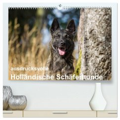 ausdrucksvolle Holländische Schäferhunde (hochwertiger Premium Wandkalender 2026 DIN A2 quer), Kunstdruck in Hochglanz