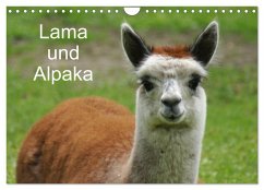 Cover Lama und Alpaka (Wandkalender 2026 DIN A4 quer), CALVENDO Monatskalender