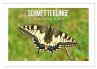 Schmetterlinge: zart und bunt... - Bild 1