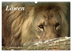 Löwen (Wandkalender 2026 DIN A3 quer), CALVENDO Monatskalender Löwen (Wandkalender 2026 DIN A3 quer), CALVENDO Monatskalender
