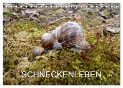 Schneckenleben (Tischkalender 2026 DIN A5 quer), CALVENDO Monatskalender Schneckenleben (Tischkalender 2026 DIN A5 quer), CALVENDO Monatskalender