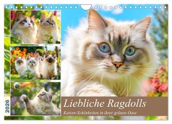 Liebliche Ragdolls. Katzen-Schönheiten in ihrer grünen Oase (Wandkalender 2026 DIN A4 quer), CALVENDO Monatskalender Liebliche Ragdolls. Katzen-Schönheiten in ihrer grünen Oase (Wandkalender 2026 DIN A4 quer), CALVENDO Monatskalender