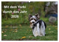 Mit dem Yorki durch das Jahr 2026 (Wandkalender 2026 DIN A2 quer), CALVENDO Monatskalender
