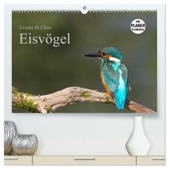 Eisvögel (hochwertiger Premium Wandkalender 2026 DIN A2 quer), Kunstdruck in Hochglanz