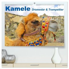 Kamele ¿ Dromedar & Trampeltier (hochwertiger Premium Wandkalender 2026 DIN A2 quer), Kunstdruck in Hochglanz Kamele ¿ Dromedar & Trampeltier (hochwertiger Premium Wandkalender 2026 DIN A2 quer), Kunstdruck in Hochglanz