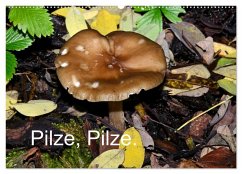 Cover Pilze, Pilze (Wandkalender 2026 DIN A2 quer), CALVENDO Monatskalender