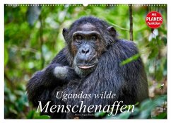 Cover Ugandas wilde Menschenaffen (Wandkalender 2026 DIN A2 quer), CALVENDO Monatskalender