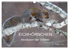 Cover EICHHÖRNCHEN (Wandkalender 2026 DIN A3 quer), CALVENDO Monatskalender