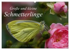 Große und kleine Schmetterlinge (Wandkalender 2026 DIN A2 quer), CALVENDO Monatskalender Große und kleine Schmetterlinge (Wandkalender 2026 DIN A2 quer), CALVENDO Monatskalender