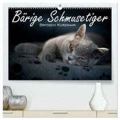 Cover Bärige Schmusetiger - Britisch Kurzhaar (hochwertiger Premium Wandkalender 2026 DIN A2 quer), Kunstdruck in Hochglanz