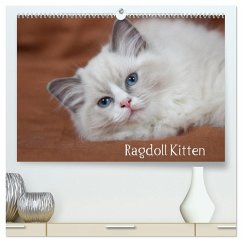 Cover Ragdoll Kitten (hochwertiger Premium Wandkalender 2026 DIN A2 quer), Kunstdruck in Hochglanz