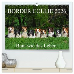 Cover Border Collie 2026 (hochwertiger Premium Wandkalender 2026 DIN A2 quer), Kunstdruck in Hochglanz