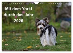 Mit dem Yorki durch das Jahr 2026 (Wandkalender 2026 DIN A4 quer), CALVENDO Monatskalender