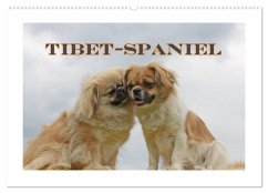 Tibet-Spaniel (Wandkalender 2026 DIN A2 quer), CALVENDO Monatskalender
