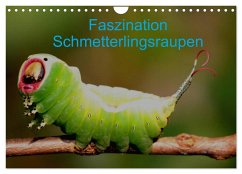 Faszination Schmetterlingsraupen (Wandkalender 2026 DIN A4 quer), CALVENDO Monatskalender