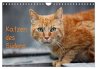 Katzen des Südens (Wandkalender 2026... - Bild 1