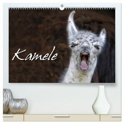 Kamele (hochwertiger Premium Wandkalender 2026 DIN A2 quer), Kunstdruck in Hochglanz Kamele (hochwertiger Premium Wandkalender 2026 DIN A2 quer), Kunstdruck in Hochglanz