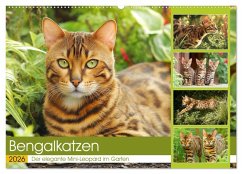 Bengalkatzen. Der elegante Mini-Leopard im Garten (Wandkalender 2026 DIN A2 quer), CALVENDO Monatskalender