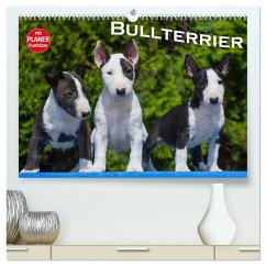 Bullterrier (hochwertiger Premium Wandkalender 2026 DIN A2 quer), Kunstdruck in Hochglanz Bullterrier (hochwertiger Premium Wandkalender 2026 DIN A2 quer), Kunstdruck in Hochglanz
