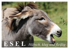 Esel - hübsch, klug und fleißig (Wandkalender 2026 DIN A2 quer), CALVENDO Monatskalender