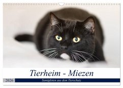 Tierheim - Miezen (Wandkalender 2026 DIN A3 quer), CALVENDO Monatskalender Tierheim - Miezen (Wandkalender 2026 DIN A3 quer), CALVENDO Monatskalender