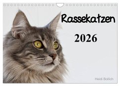 Rassekatzen 2026 (Wandkalender 2026 DIN A4 quer), CALVENDO Monatskalender
