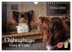 Chihuahuas - Cool and Cute (Wandkalender 2026 DIN A4 quer), CALVENDO Monatskalender Chihuahuas - Cool and Cute (Wandkalender 2026 DIN A4 quer), CALVENDO Monatskalender
