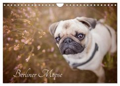 Cover Berliner Möpse (Wandkalender 2026 DIN A4 quer), CALVENDO Monatskalender