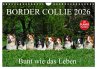 Border Collie 2026 (Wandkalender 2026... - Bild 1