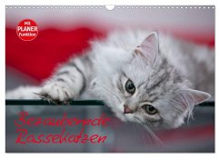 Bezaubernde Rassekatzen (Wandkalender 2026 DIN A3 quer), CALVENDO Monatskalender
