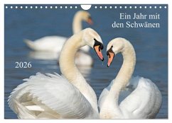 Cover Ein Jahr mit den Schwänen (Wandkalender 2026 DIN A4 quer), CALVENDO Monatskalender