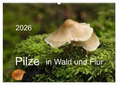 Pilze in Wald und Flur (Wandkalender 2026 DIN A2 quer), CALVENDO Monatskalender