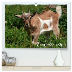 Zwergziegen (hochwertiger Premium Wandkalender 2026 DIN A2 quer), Kunstdruck in Hochglanz Zwergziegen (hochwertiger Premium Wandkalender 2026 DIN A2 quer), Kunstdruck in Hochglanz