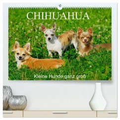 Chihuahua - Kleine Hunde ganz groß (hochwertiger Premium Wandkalender 2026 DIN A2 quer), Kunstdruck in Hochglanz