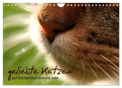 geliebte Katzen - auf Samtpfoten durchs Jahr (Wandkalender 2026 DIN A4 quer), CALVENDO Monatskalender