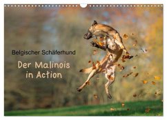 Belgischer Schäferhund - Der Malinois in Action (Wandkalender 2026 DIN A3 quer), CALVENDO Monatskalender Belgischer Schäferhund - Der Malinois in Action (Wandkalender 2026 DIN A3 quer), CALVENDO Monatskalender