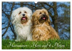Cover Havaneser - Herz auf 4 Pfoten (Wandkalender 2026 DIN A3 quer), CALVENDO Monatskalender