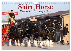 Cover Shire Horse ¿ Prunkvolle Giganten (Wandkalender 2026 DIN A4 quer), CALVENDO Monatskalender