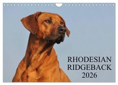 Rhodesian Ridgeback 2026 (Wandkalender 2026 DIN A4 quer), CALVENDO Monatskalender Rhodesian Ridgeback 2026 (Wandkalender 2026 DIN A4 quer), CALVENDO Monatskalender