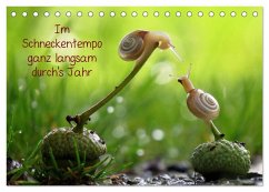 Cover Ganz langsam im Schneckentempo durch's Jahr (Tischkalender 2026 DIN A5 quer), CALVENDO Monatskalender