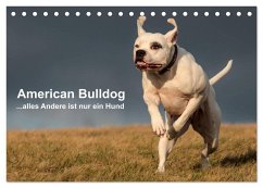 American Bulldog - alles Andere ist nur ein Hund (Tischkalender 2026 DIN A5 quer), CALVENDO Monatskalender American Bulldog - alles Andere ist nur ein Hund (Tischkalender 2026 DIN A5 quer), CALVENDO Monatskalender