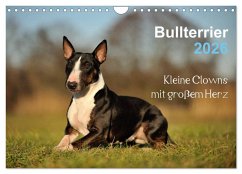Bullterrier 2026 - Kleine Clowns mit großem Herz (Wandkalender 2026 DIN A4 quer), CALVENDO Monatskalender Bullterrier 2026 - Kleine Clowns mit großem Herz (Wandkalender 2026 DIN A4 quer), CALVENDO Monatskalender