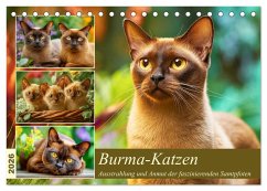 Burma-Katzen. Ausstrahlung und Anmut der faszinierenden Samtpfoten (Tischkalender 2026 DIN A5 quer), CALVENDO Monatskalender