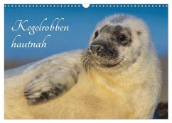 Kegelrobben hautnah (Wandkalender 2026 DIN A3 quer), CALVENDO Monatskalender