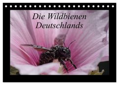 Die Wildbienen Deutschlands (Tischkalender 2026 DIN A5 quer), CALVENDO Monatskalender