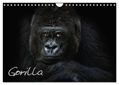 Gorilla (Wandkalender 2026 DIN A4 quer), CALVENDO Monatskalender