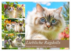 Liebliche Ragdolls. Katzen-Schönheiten in ihrer grünen Oase (Wandkalender 2026 DIN A2 quer), CALVENDO Monatskalender