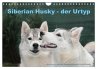 Siberian Husky - der Urtyp... - Bild 1