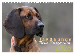 Jagdhunde - Treue Waidgesellen (Wandkalender 2026 DIN A3 quer), CALVENDO Monatskalender