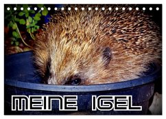 Cover Meine Igel (Tischkalender 2026 DIN A5 quer), CALVENDO Monatskalender
